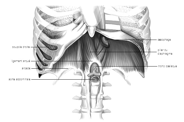 Le diaphragme, la respiration et l’ostéopathie